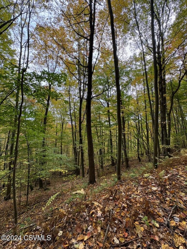 Simonds Hill Ln, Tioga, PA 16946 - view of nature featuring a forest view