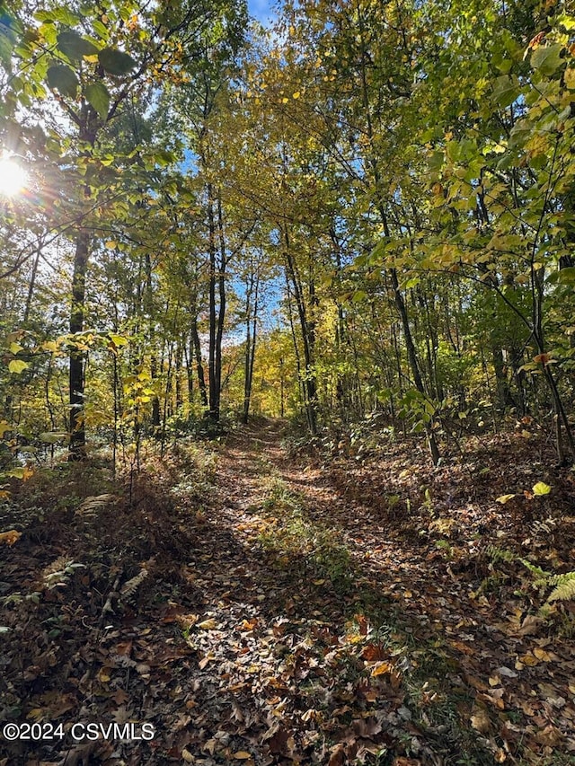 view of local wilderness