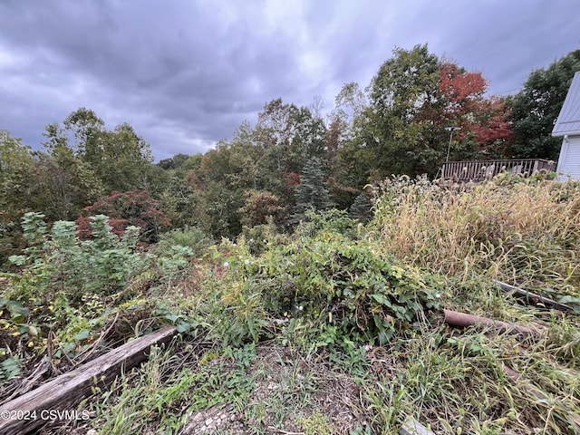 view of local wilderness