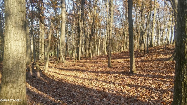LOT4 Milroy Rd, New Columbia, PA 17856 - photo 5