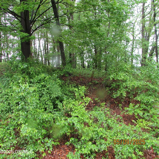 view of local wilderness