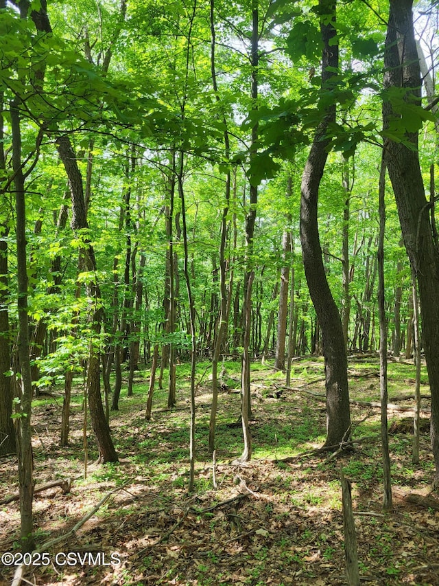 Mountain Rd, Shamokin, PA 17872 - photo 3