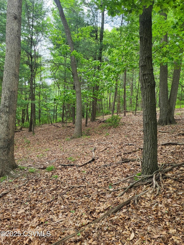 Mountain Rd, Shamokin, PA 17872 - photo 10