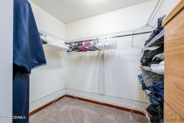 306 Clybourne Ave, Berwick, PA 18603 - walk in closet featuring carpet floors