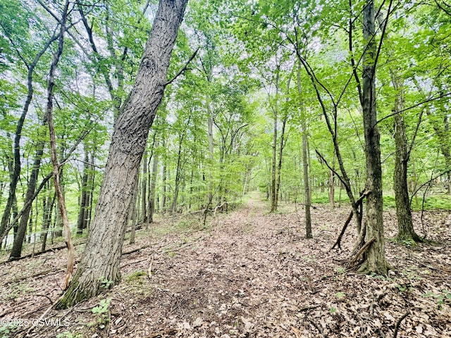 249 E Haas Manor Rd, Sunbury, PA 17801 - view of tree filled area