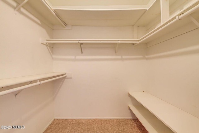 walk in closet featuring carpet