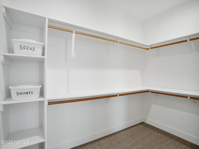 spacious closet featuring carpet flooring