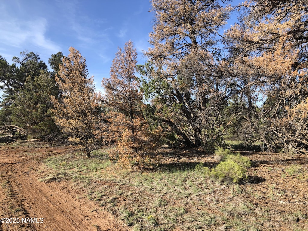 5375 N Bull Run Rd, Williams, AZ 86046 - photo 4