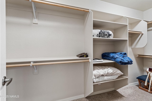 walk in closet with carpet flooring