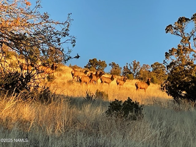 view of local wilderness