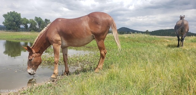 7764 E Old Route 66, Williams, AZ 86046