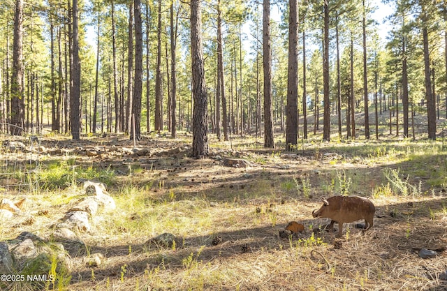3115 Tina Ln, Flagstaff, AZ 86001 - view of local wilderness