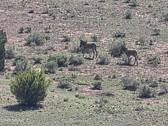 8175 Sharp Knife Rd, Williams, AZ 86046 - photo 7