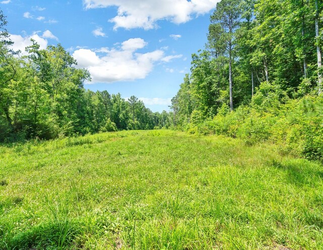 view of local wilderness