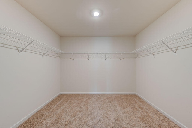 spacious closet with carpet flooring