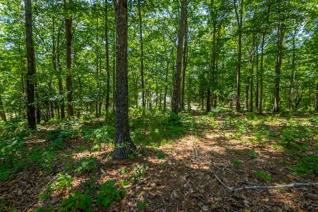 view of local wilderness