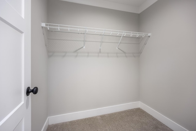 spacious closet with carpet floors