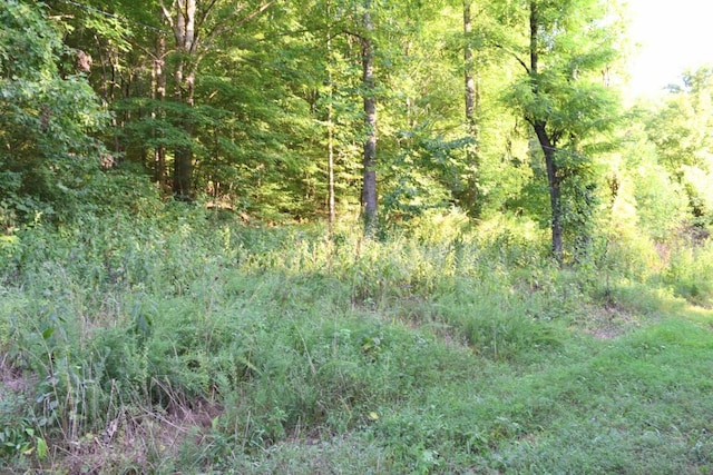 view of local wilderness