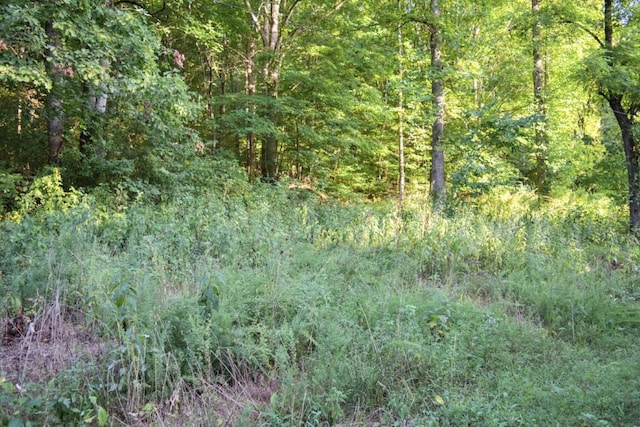 view of local wilderness