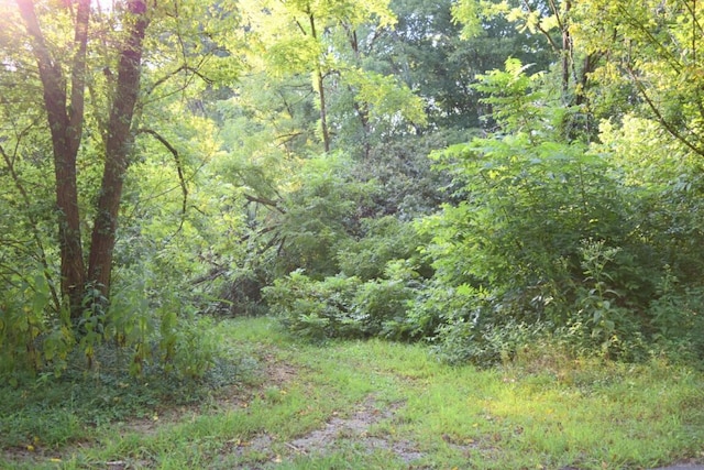 view of local wilderness