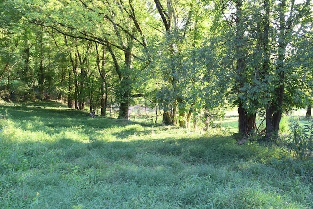 view of local wilderness