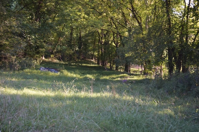 view of local wilderness