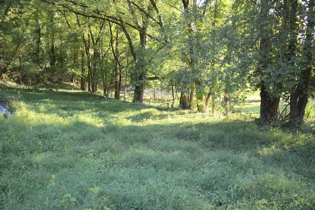 view of local wilderness