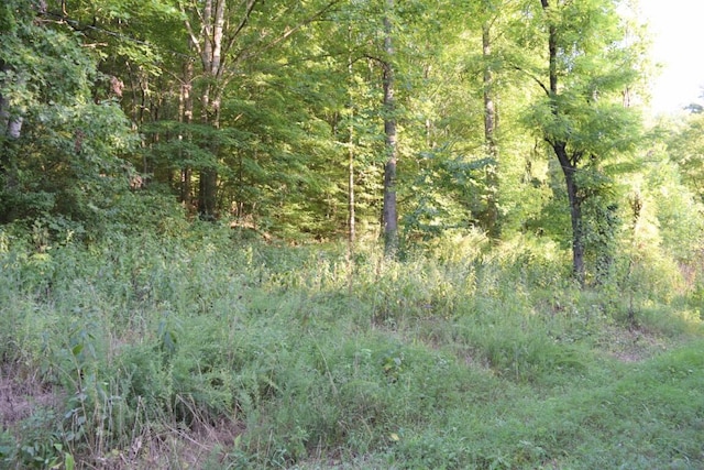 view of local wilderness