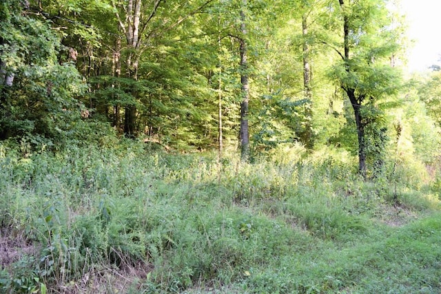 view of local wilderness