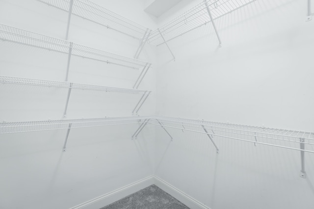 spacious closet featuring carpet flooring