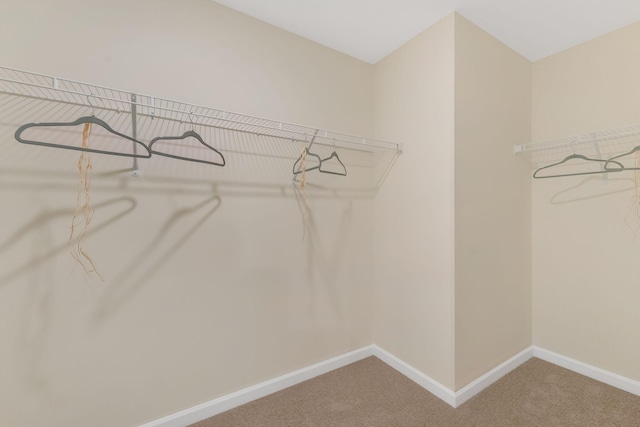 walk in closet featuring carpet