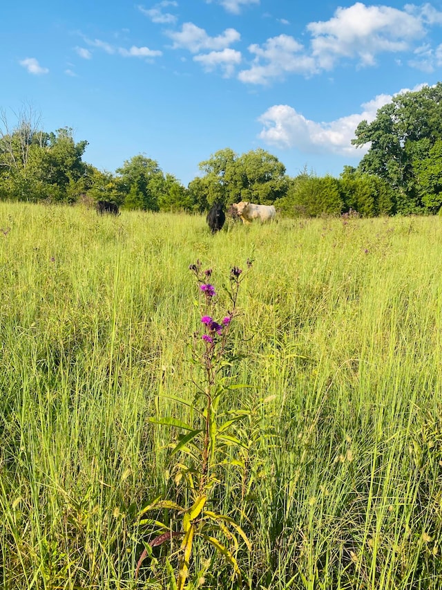 view of nature with a rural view