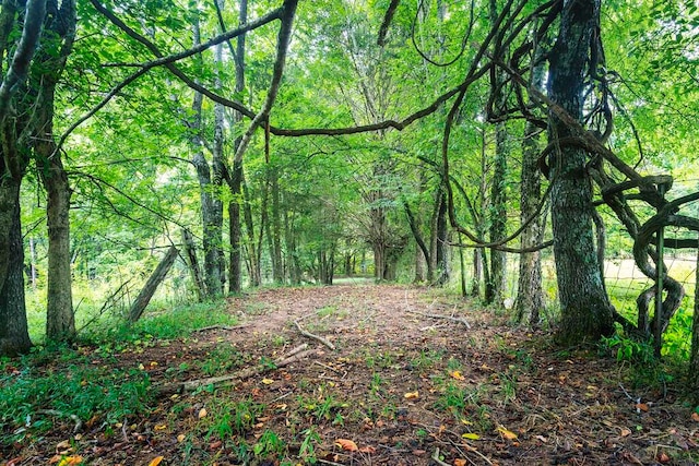 view of local wilderness