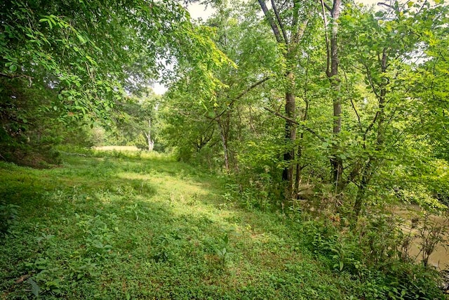 view of local wilderness