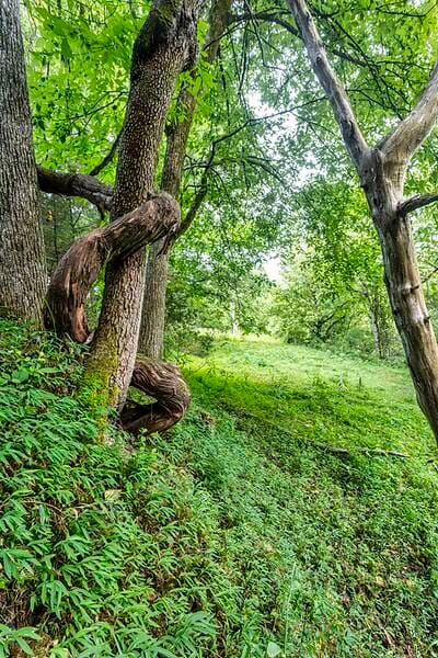 view of nature