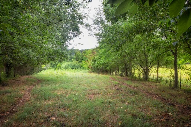 view of local wilderness