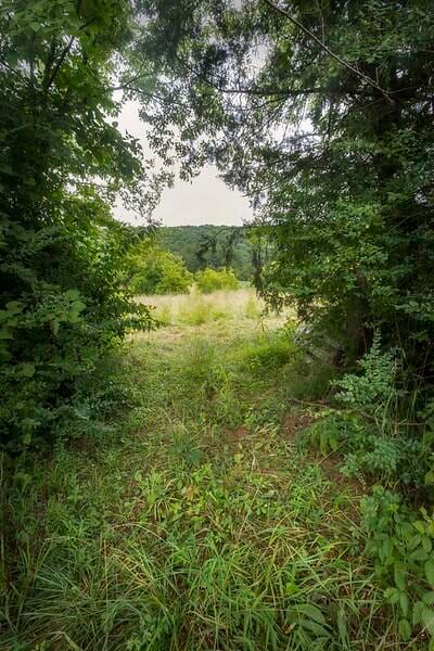 view of local wilderness