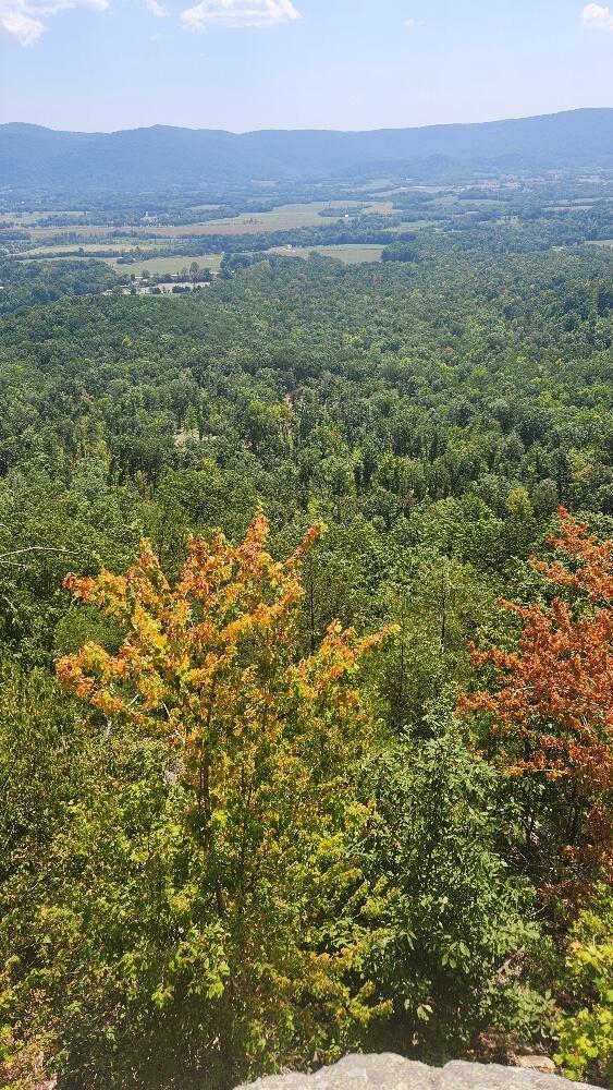 Lot310 Big Spring Gap, Pikeville, TN 37367 - photo 7