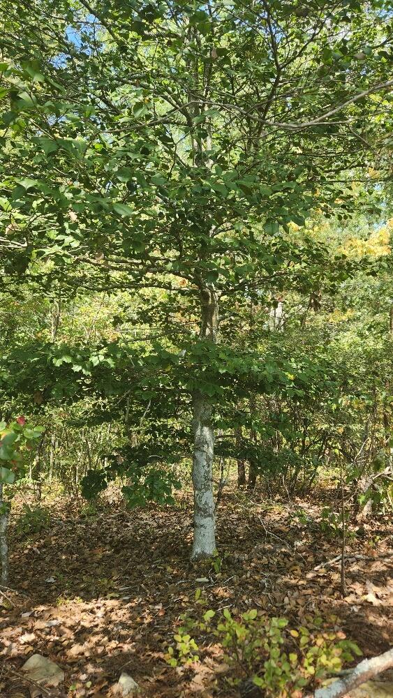 Lot310 Big Spring Gap, Pikeville, TN 37367 - photo 8