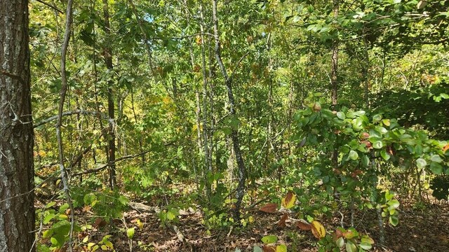 Lot310 Big Spring Gap, Pikeville, TN 37367 - photo 9