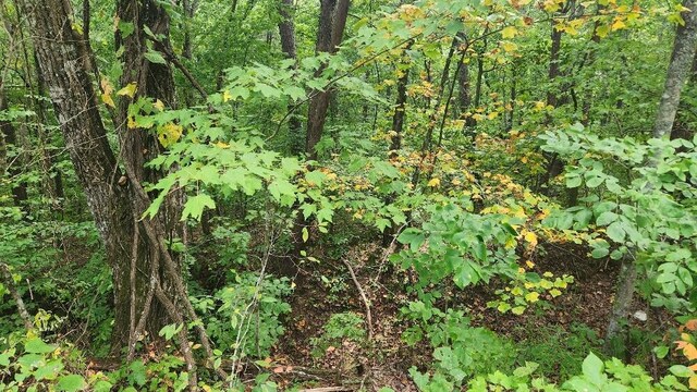 Lot310 Big Spring Gap, Pikeville, TN 37367 - photo 13