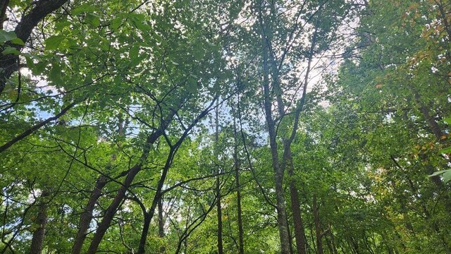 Lot310 Big Spring Gap, Pikeville, TN 37367 - photo 14