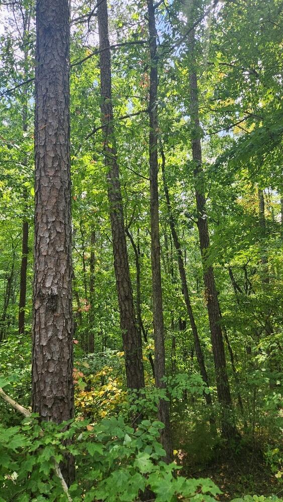 Lot310 Big Spring Gap, Pikeville, TN 37367 - photo 17