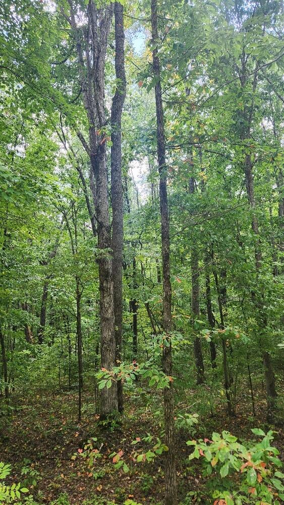 Lot310 Big Spring Gap, Pikeville, TN 37367 - photo 20