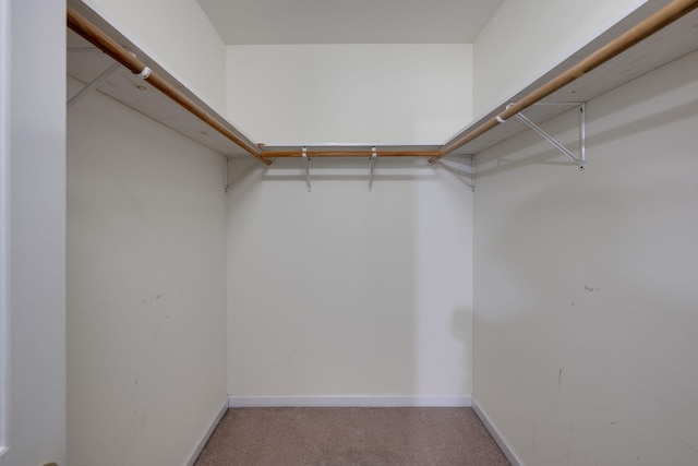 walk in closet featuring carpet flooring