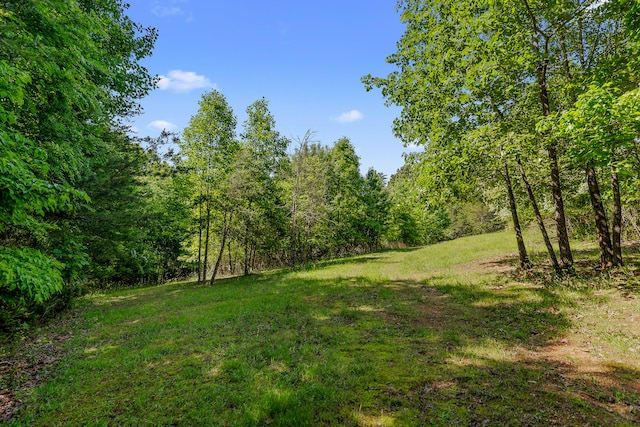 view of local wilderness