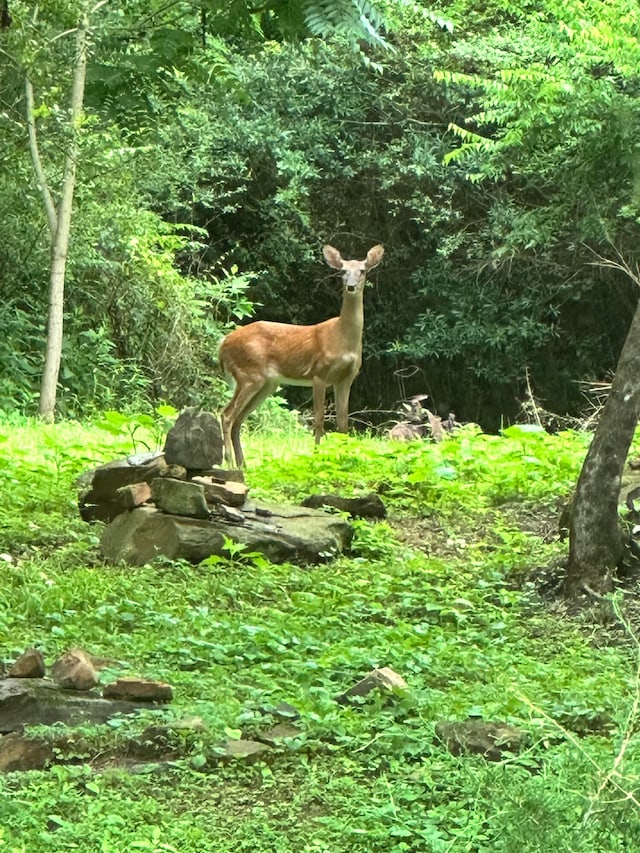 view of nature