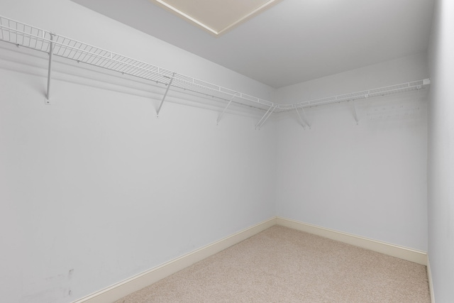 walk in closet featuring carpet flooring