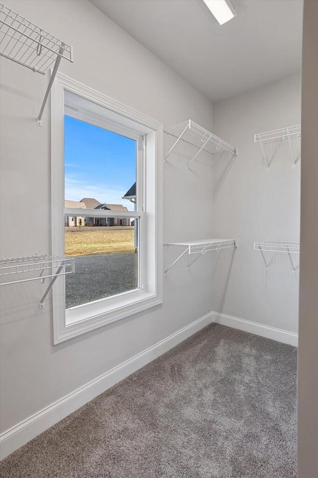 walk in closet featuring carpet