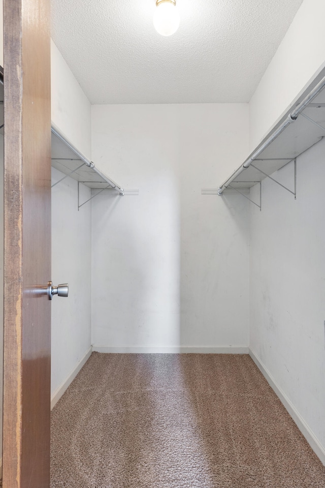 spacious closet featuring carpet flooring